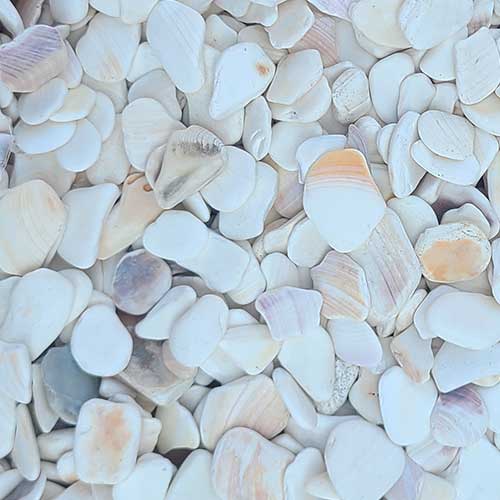 Tumbled Shells Specialty Pebble